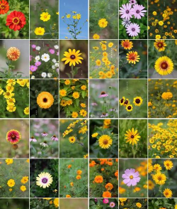 菊科花卉,种类繁多,种植简单,新手也能养好 菊科花卉,种类繁多,种植简单,新手也能养好