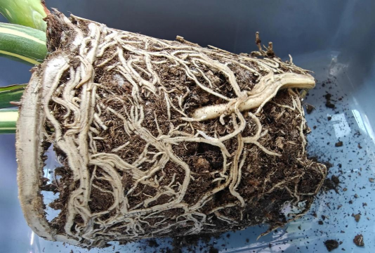 新锯末养花,改善土壤透气,促进根系生长 新锯末养花,改善土壤透气,促进根系生长