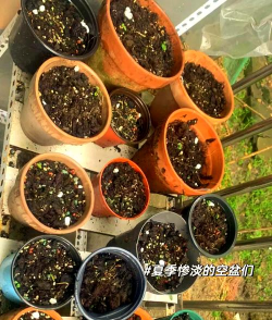 河砂养花,改善土壤透气,防止烂根问题 河砂养花,改善土壤透气,防止烂根问题