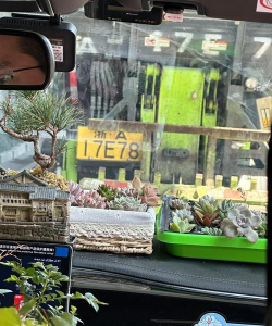 汽车内养花,提升车内氛围,注意养护细节 汽车内养花,提升车内氛围,注意养护细节