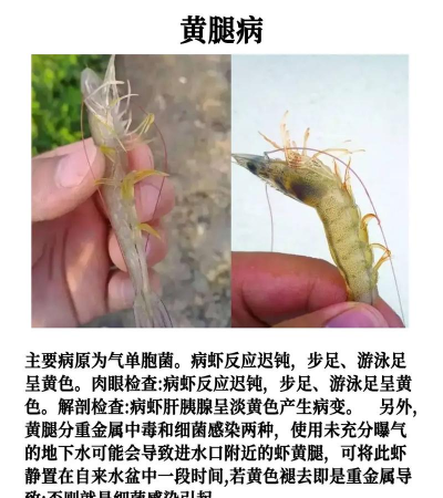 养殖对虾,技术要点,常见问题 养殖对虾,技术要点,常见问题