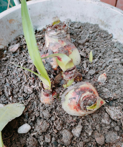 河砂养花,改善土壤透气,提升植物成活率 河砂养花,改善土壤透气,提升植物成活率