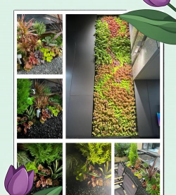 黑矾养花,改善土壤酸碱,促进植物生长 黑矾养花,改善土壤酸碱,促进植物生长