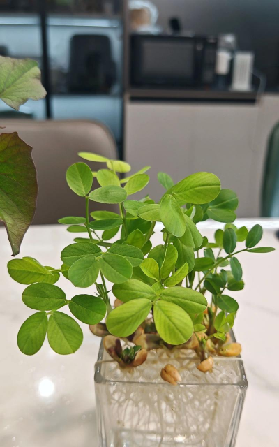 养花不用土,水培方法多,轻松又干净 养花不用土,水培方法多,轻松又干净