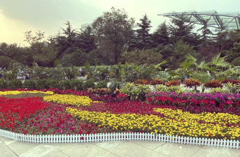 国庆节花卉,装饰家居,增添节日氛围 国庆节花卉,装饰家居,增添节日氛围