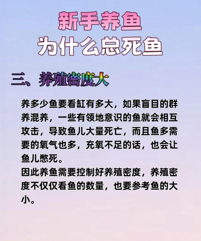 养殖鱼视频,新手入门,常见问题解答 养殖鱼视频,新手入门,常见问题解答