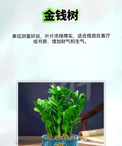 养花旺财,提升家居氛围,带来好运与财富 养花旺财,提升家居氛围,带来好运与财富