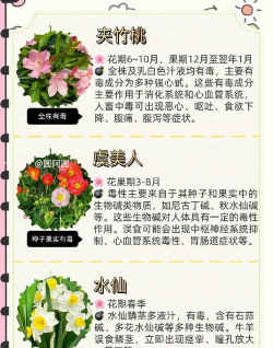 有毒花卉,家庭种植需谨慎,安全识别是关键 有毒花卉,家庭种植需谨慎,安全识别是关键