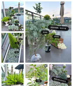 盆养花木,新手入门指南,轻松打造阳台花园 盆养花木,新手入门指南,轻松打造阳台花园