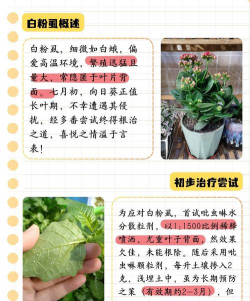 养花长虫子,常见原因分析,有效防治方法 养花长虫子,常见原因分析,有效防治方法