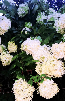 沈阳花卉基地,赏花好去处,品种丰富多样 沈阳花卉基地,赏花好去处,品种丰富多样