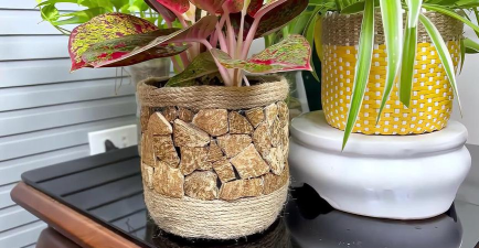 蘑菇渣养花,废物利用,省钱省力 蘑菇渣养花,废物利用,省钱省力