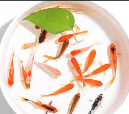 金鱼养殖,新手入门,轻松上手 金鱼养殖,新手入门,轻松上手