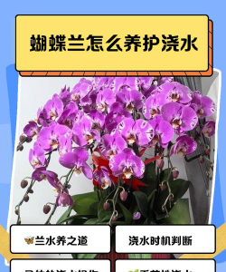 养花爱开花,掌握浇水技巧,轻松养出好状态 养花爱开花,掌握浇水技巧,轻松养出好状态