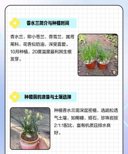 球根类花卉,种植方法简单,新手也能轻松上手 球根类花卉,种植方法简单,新手也能轻松上手