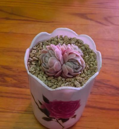 养花盆自制,省钱又环保,轻松打造个性盆栽 养花盆自制,省钱又环保,轻松打造个性盆栽