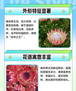 南非花卉,品种丰富多样,养护技巧分享 南非花卉,品种丰富多样,养护技巧分享