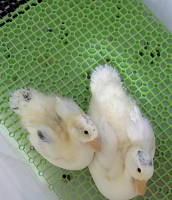 养殖鸭子,掌握关键技巧,轻松提高成活率 养殖鸭子,掌握关键技巧,轻松提高成活率