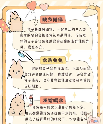 如何养花兔,了解基本习性,掌握日常照顾 如何养花兔,了解基本习性,掌握日常照顾