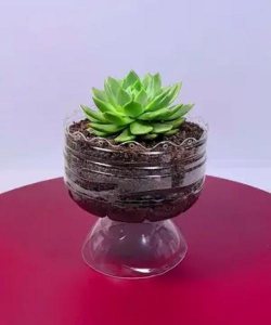 塑料盒养花,省钱又方便,新手也能轻松上手 塑料盒养花,省钱又方便,新手也能轻松上手