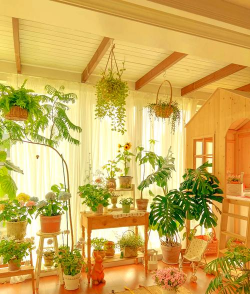 家里养花图片大全,美化家居环境,提升生活品质 家里养花图片大全,美化家居环境,提升生活品质