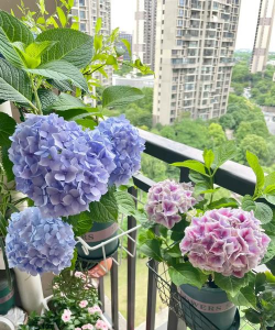 窗台上养花,选对品种,轻松打造小花园 窗台上养花,选对品种,轻松打造小花园