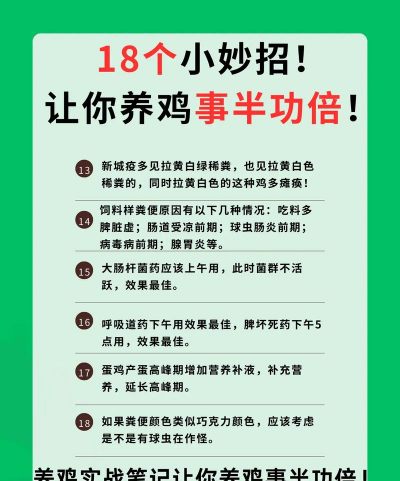 养殖肉鸡,掌握关键技巧,提升养殖效益 养殖肉鸡,掌握关键技巧,提升养殖效益