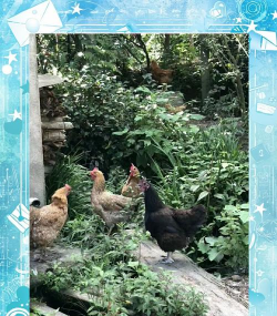 贵州养殖,选对品种,掌握关键技巧 贵州养殖,选对品种,掌握关键技巧