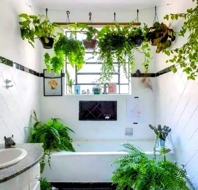 卫生间养花,改善空气质量,提升生活情趣 卫生间养花,改善空气质量,提升生活情趣