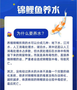 鲤鱼养殖,掌握关键技巧,提升养殖效益 鲤鱼养殖,掌握关键技巧,提升养殖效益