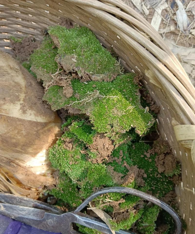 养花的土软,土壤疏松透气,植物生长更健康 养花的土软,土壤疏松透气,植物生长更健康