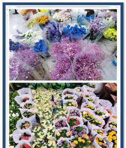 濮阳花卉市场,品种丰富多样,价格实惠亲民 濮阳花卉市场,品种丰富多样,价格实惠亲民