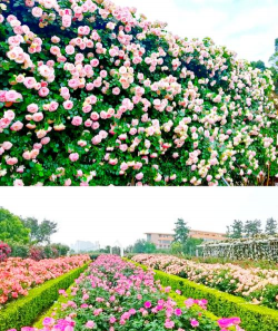 成都花卉基地,赏花好去处,品种多价格优 成都花卉基地,赏花好去处,品种多价格优