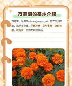 养花养不活的人阴气重,是迷信说法,还是另有原因 养花养不活的人阴气重,是迷信说法,还是另有原因