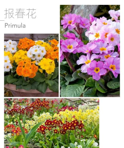 云南花卉品种,丰富多样,适合不同场景,选对才能养好 云南花卉品种,丰富多样,适合不同场景,选对才能养好