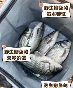 养殖鲫鱼,掌握关键技巧,实现稳定收益 养殖鲫鱼,掌握关键技巧,实现稳定收益