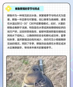 鲫鱼养殖,掌握关键技巧,轻松提高产量 鲫鱼养殖,掌握关键技巧,轻松提高产量