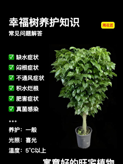 养花问答,常见问题,实用解答 养花问答,常见问题,实用解答