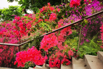 长江养花,环境特点,种植技巧 长江养花,环境特点,种植技巧