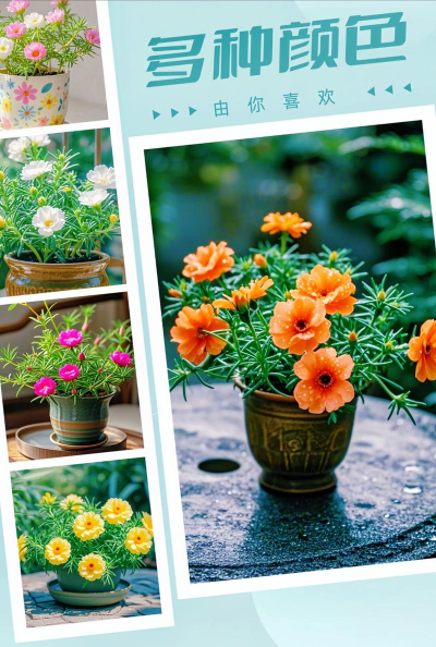 网络养花,新手入门,轻松上手 网络养花,新手入门,轻松上手