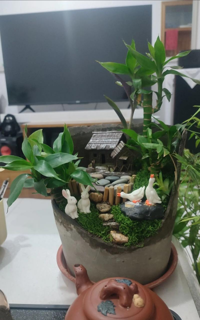 废品养花,省钱又环保,轻松打造小花园 废品养花,省钱又环保,轻松打造小花园