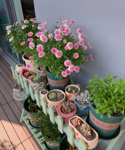 养花世界,新手入门,轻松打造小花园 养花世界,新手入门,轻松打造小花园