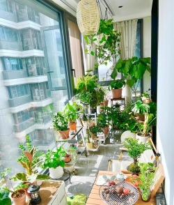 盆养花卉,新手入门指南,轻松打造阳台花园 盆养花卉,新手入门指南,轻松打造阳台花园