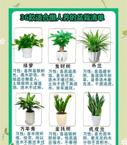 欧派养花,新手入门,轻松上手 欧派养花,新手入门,轻松上手