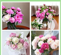 养花用药,常见问题,实用指南 养花用药,常见问题,实用指南