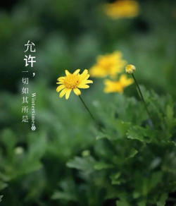 秋播花卉,选对品种,轻松打造秋季花园 秋播花卉,选对品种,轻松打造秋季花园