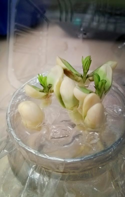 水养花生,简单易学,新手也能成功 水养花生,简单易学,新手也能成功