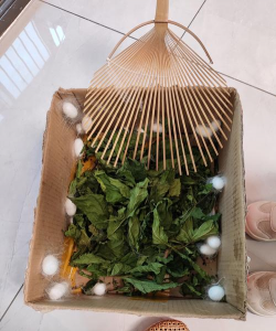 蚕便养花,废物利用,省钱又环保 蚕便养花,废物利用,省钱又环保