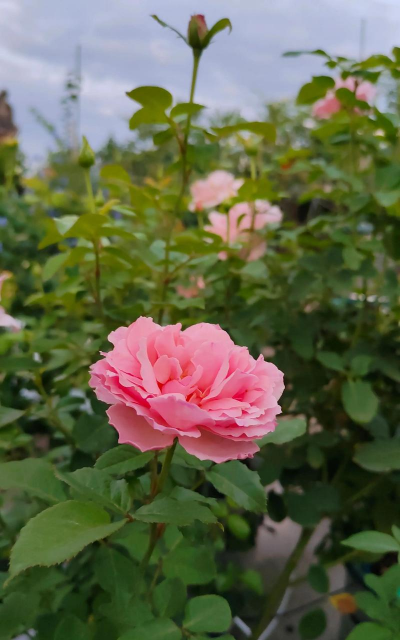 重庆养花群,交流养花心得,分享本地经验 重庆养花群,交流养花心得,分享本地经验