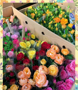 赤峰花卉市场,买花好去处,品种多价格优 赤峰花卉市场,买花好去处,品种多价格优